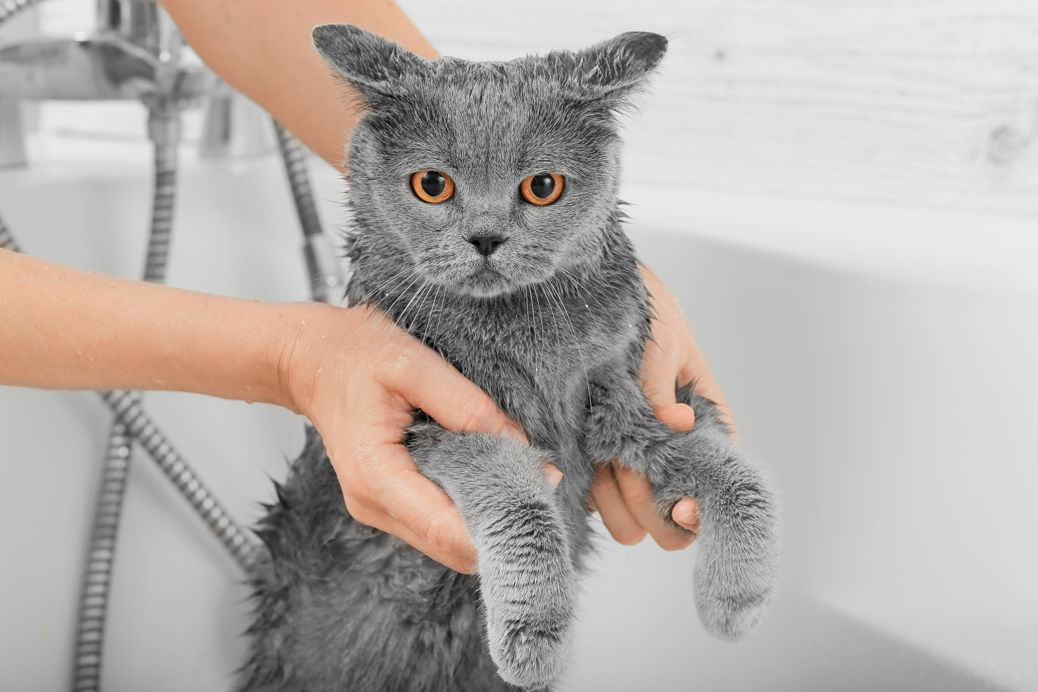 Gray cat in a white bathroom. Bathing process, pouring water, frightened wet cat, hygiene procedures.