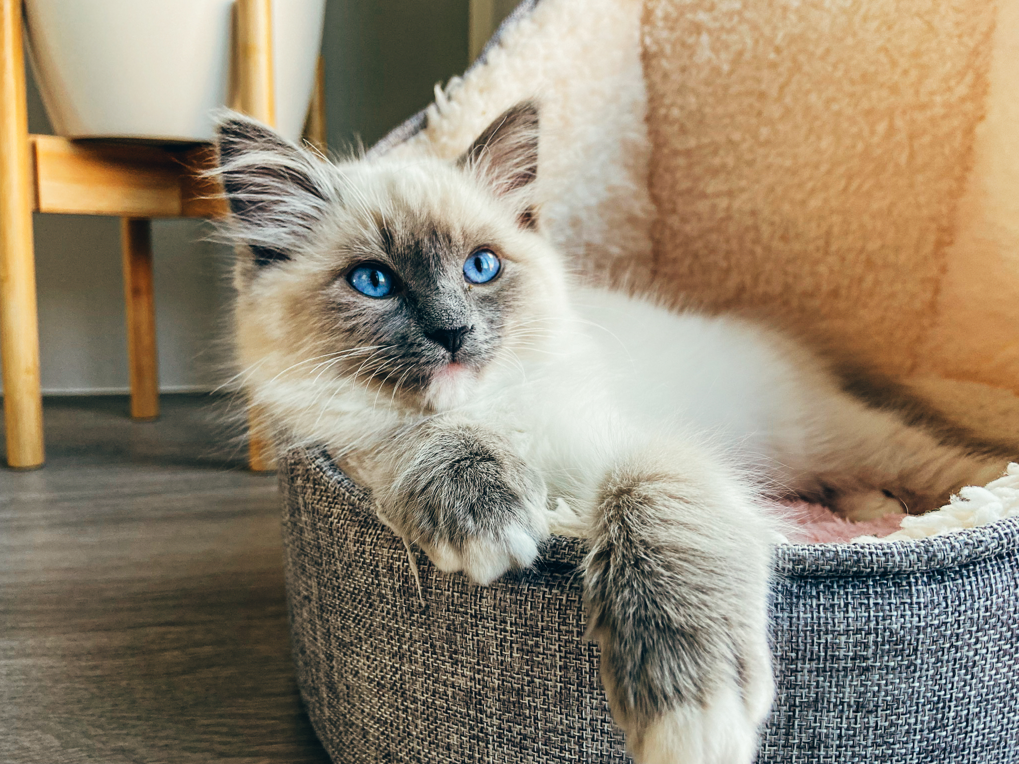 A tan coloured Ragdoll kitten with bright blue eyes relaxing in a cat bed with paws over the side.