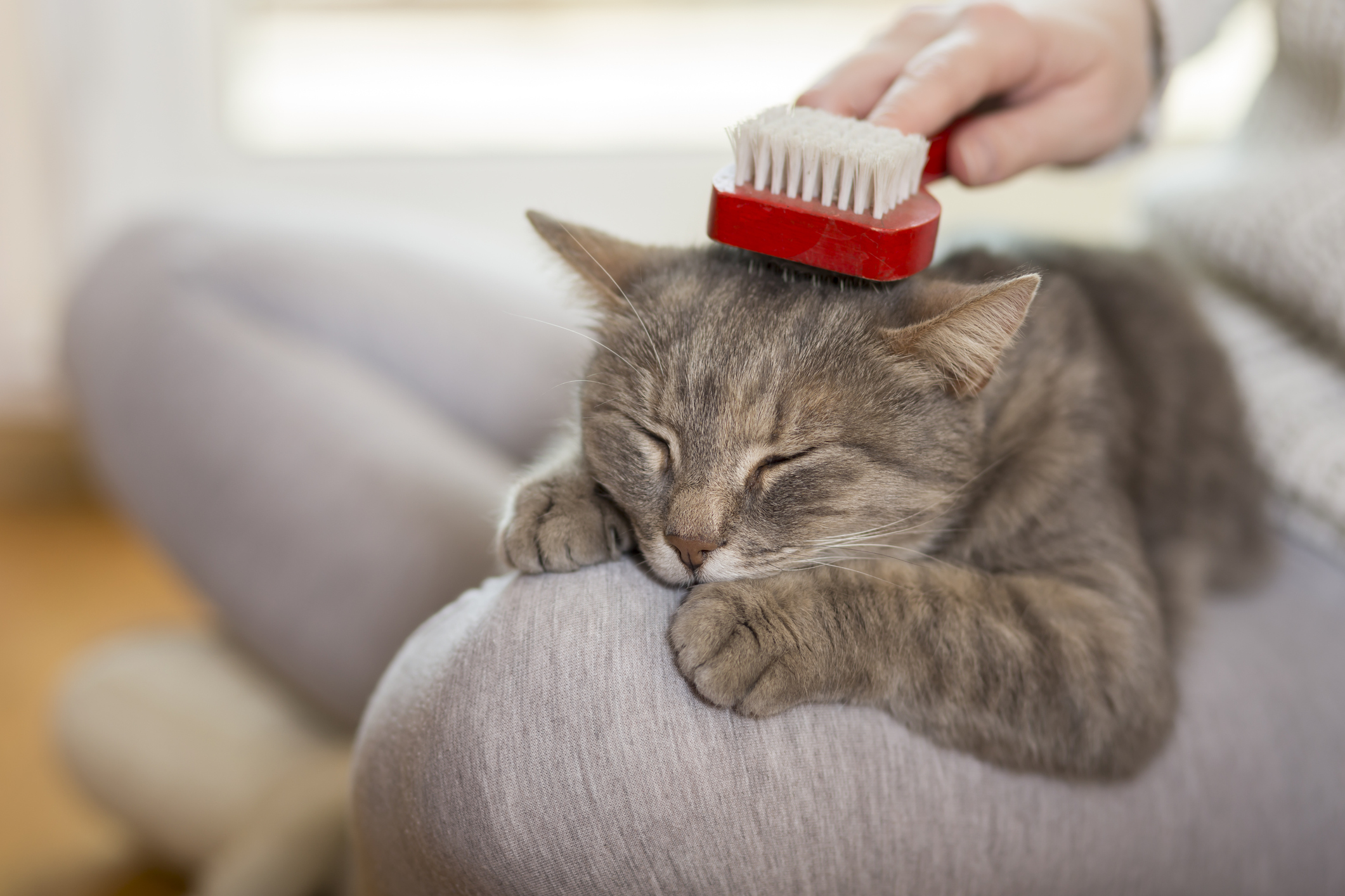 Tabby cat lying in her owner's lap and enjoying while being brushed and combed