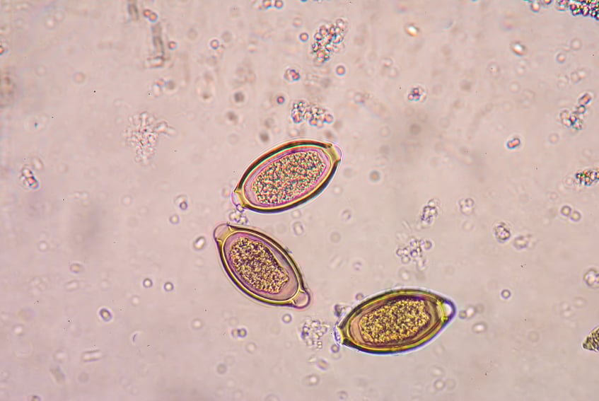 10 Diseases You Can Get From Your Pets Facty Health