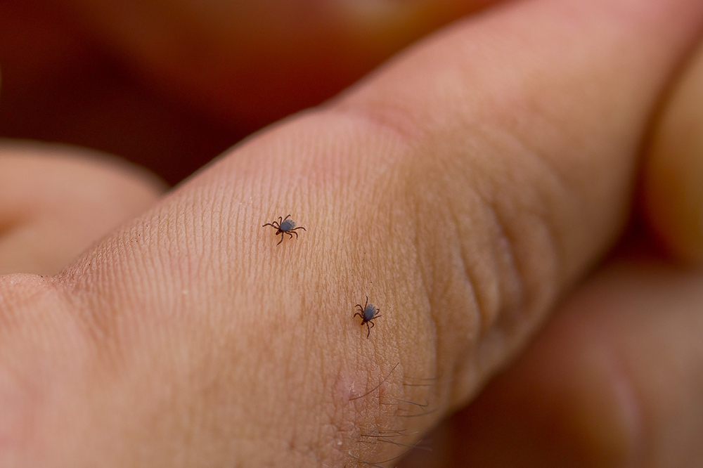Effective Home Remedies For Ear Mites A Comprehensive Guide Facty Health