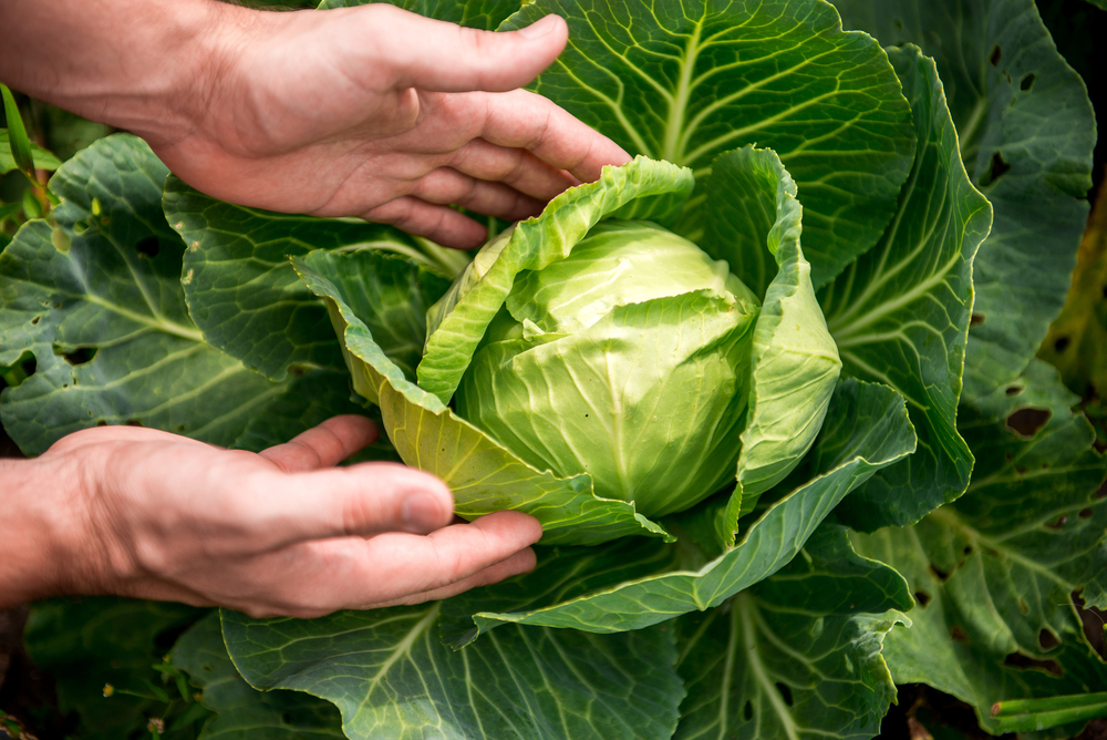 Unveiling the 10 Health Advantages of Consuming Cabbage Facty Health