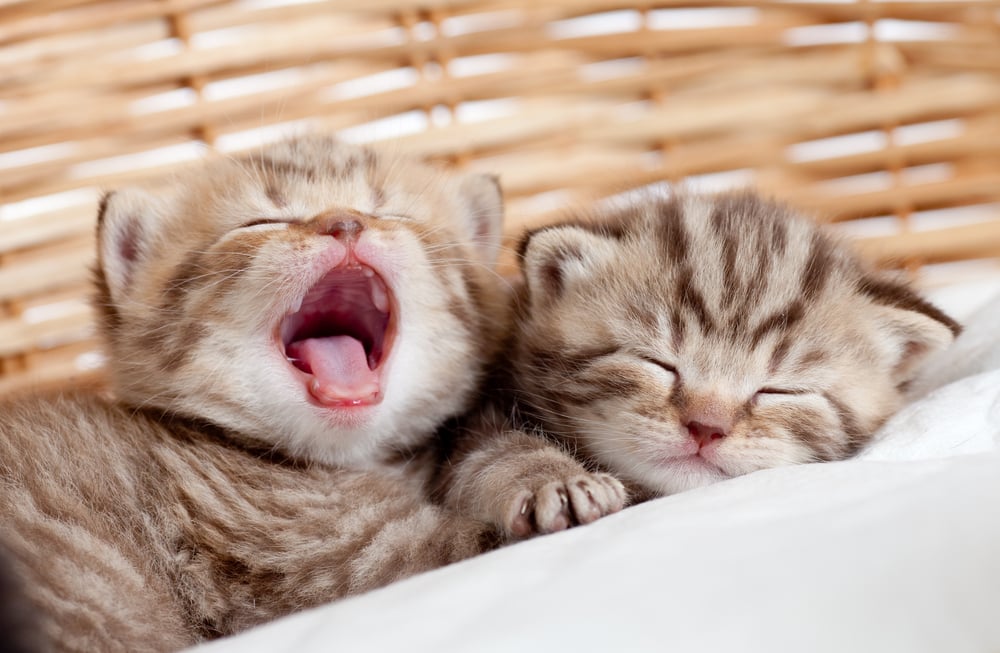 Why Do We Yawn? - Facty Health