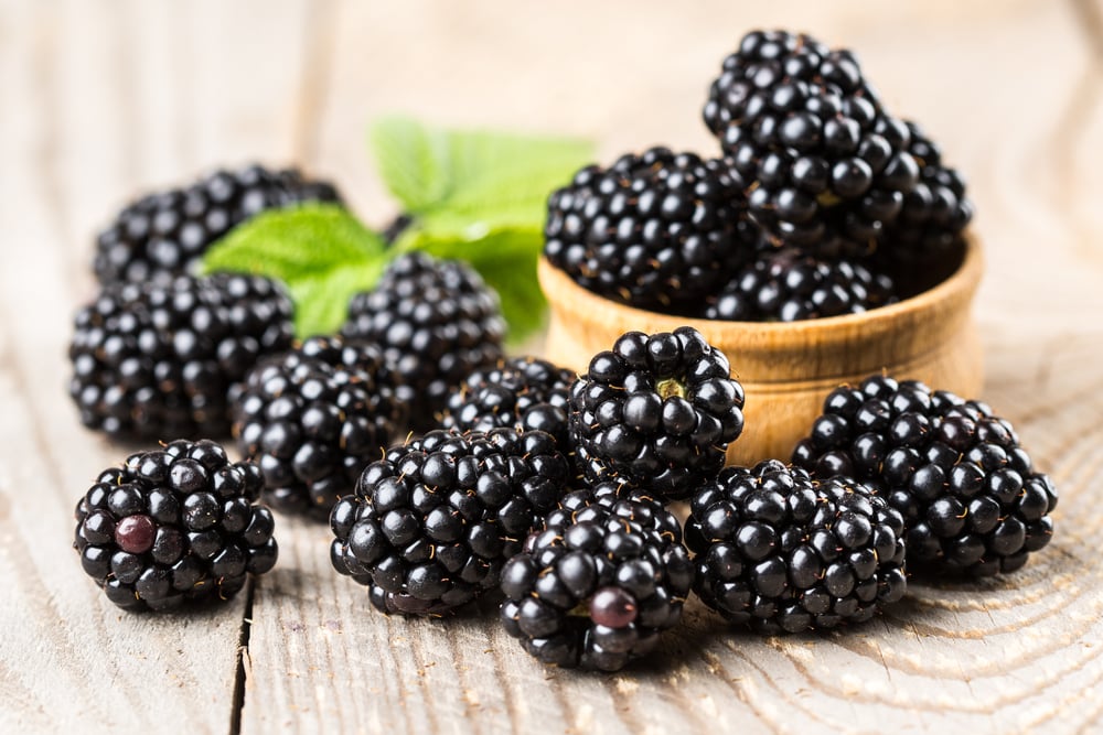 10 Reasons to Eat Blackberries Today Facty Health