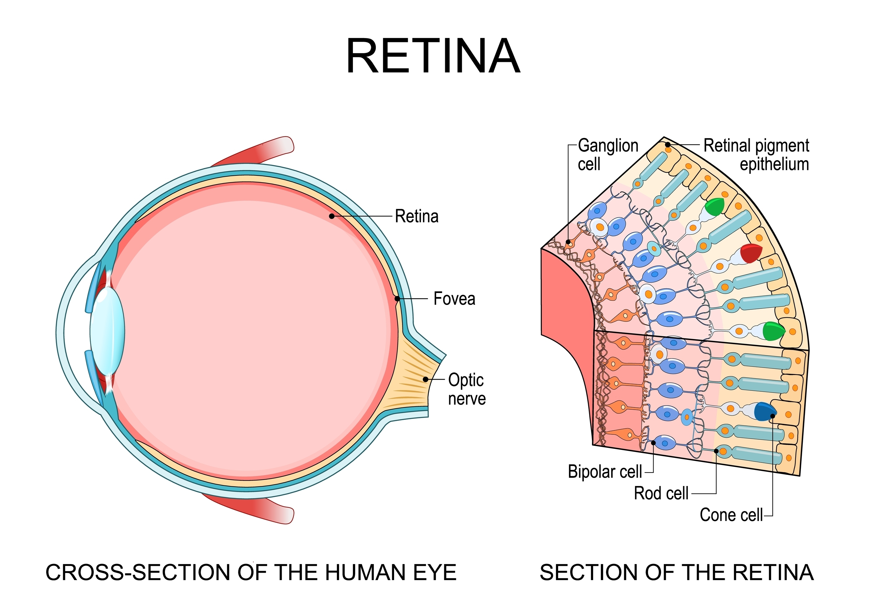 Human eye anatomy. Retina structure. Cross-section of the eye. Cells in section of the retina