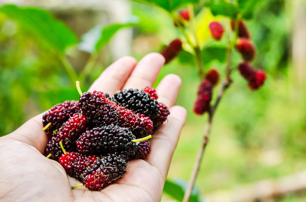 Amazing Health Benefits of Mulberry Facty Health