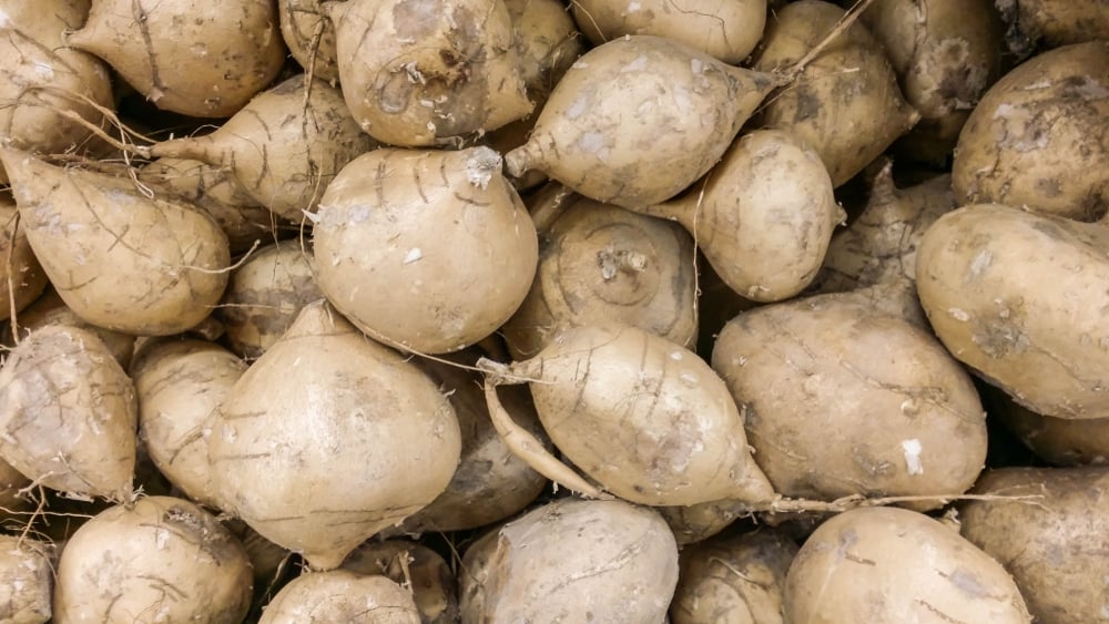 Jicama, a Nutritional Powerhouse Facty Health
