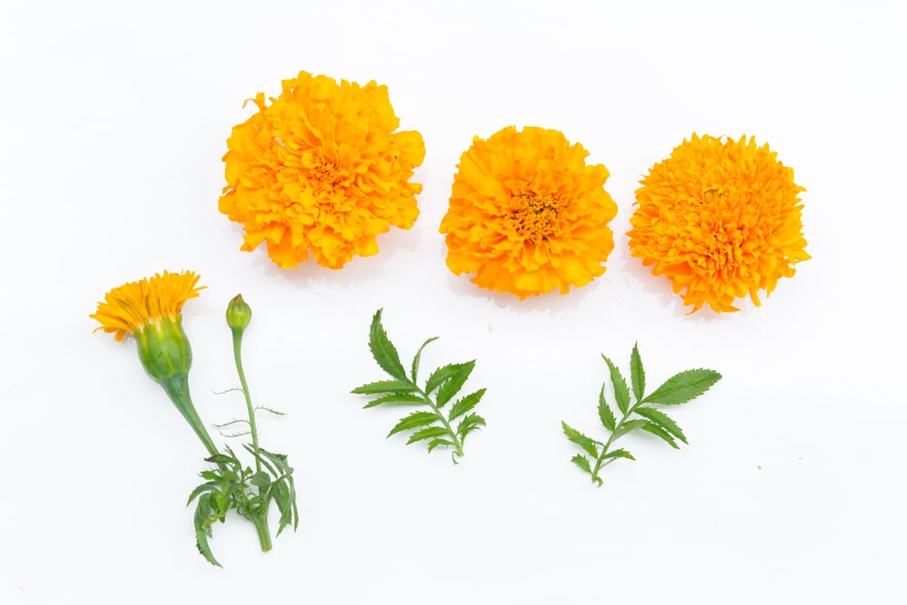 This plant has antiseptic qualities