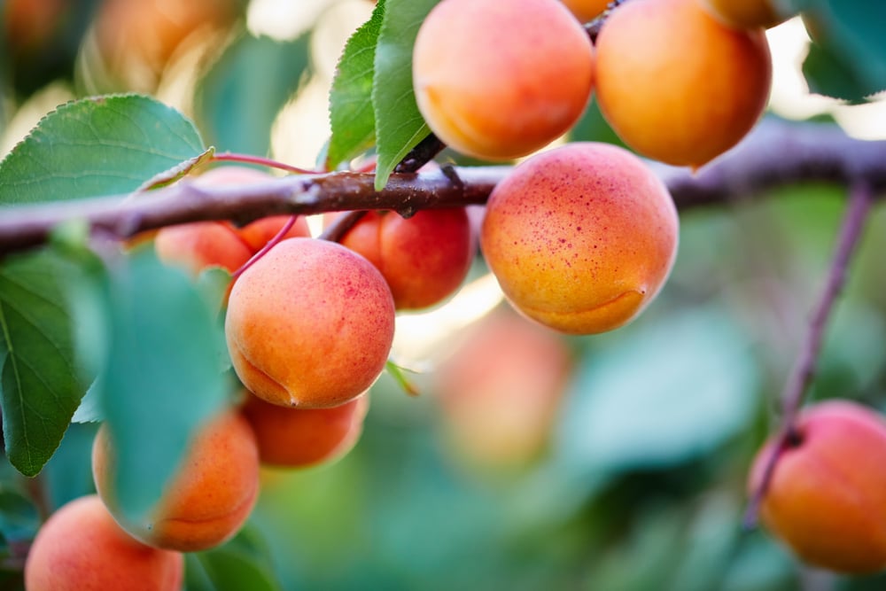 Health Benefits of Apricot Facty Health
