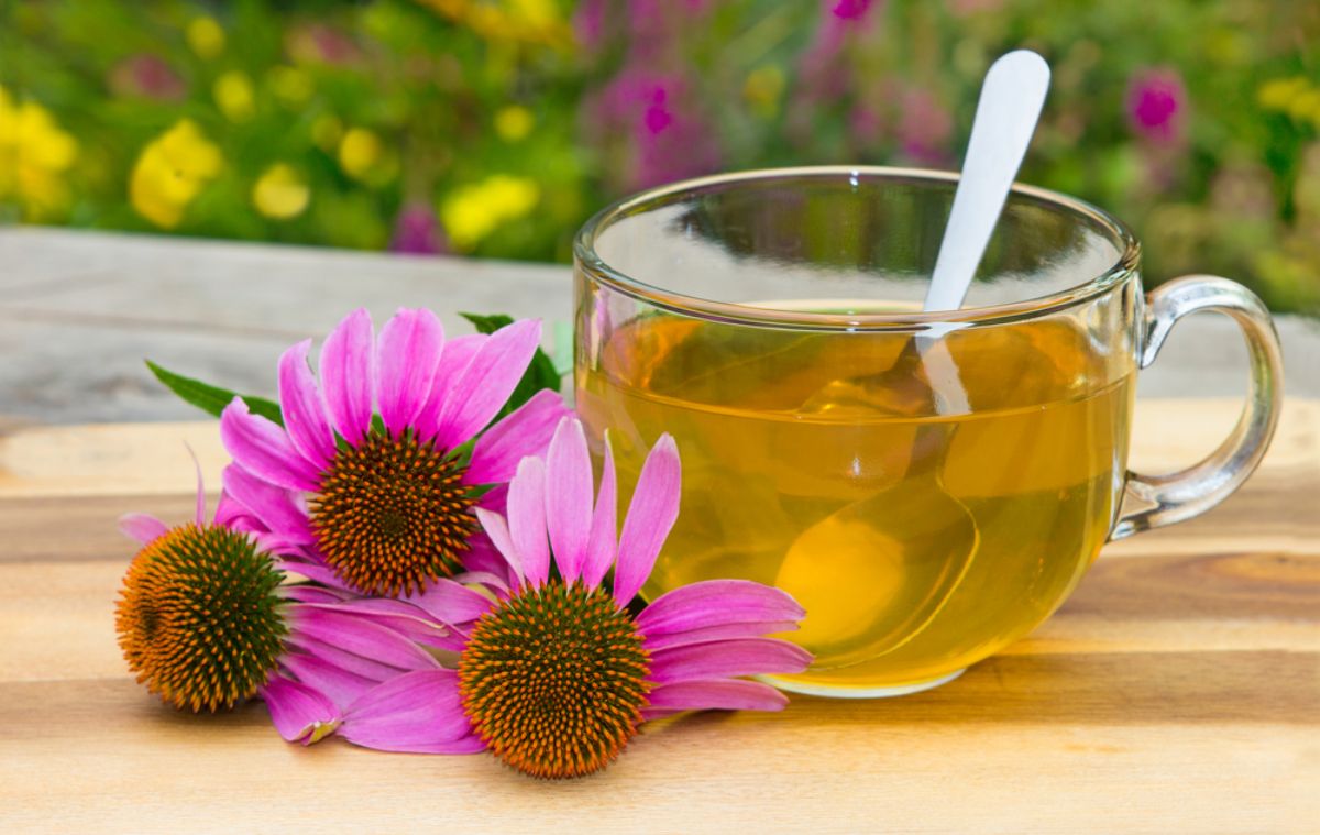 Echinacea's Role in Boosting Health and Wellness Facty Health