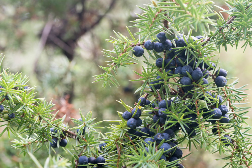 Surprising Health Benefits of Juniper Berries Facty Health
