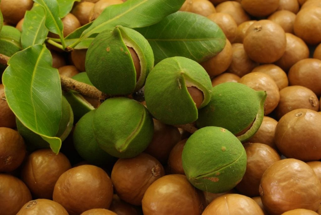 10 Health Benefits of Macadamia Nuts Facty Health