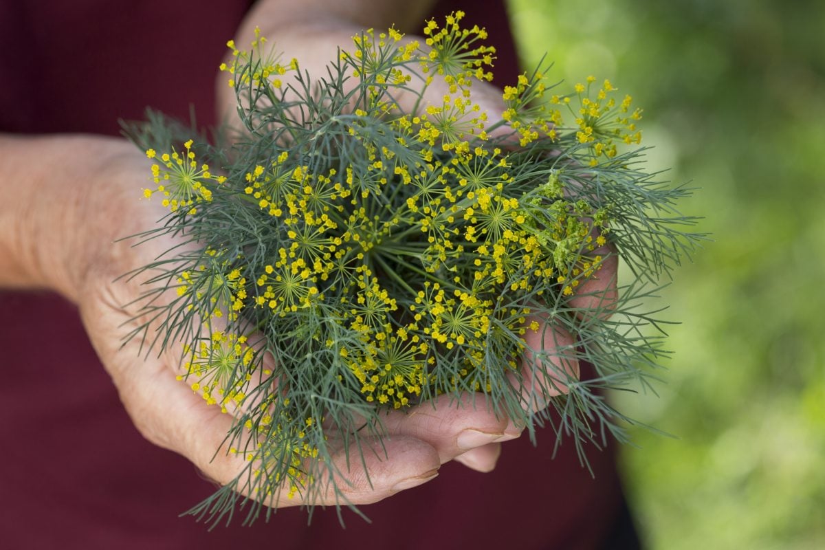 Health Benefits of Dill Facty Health