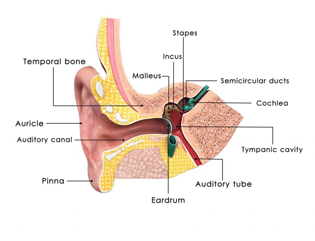 The Bones of the Ear - Facty Health