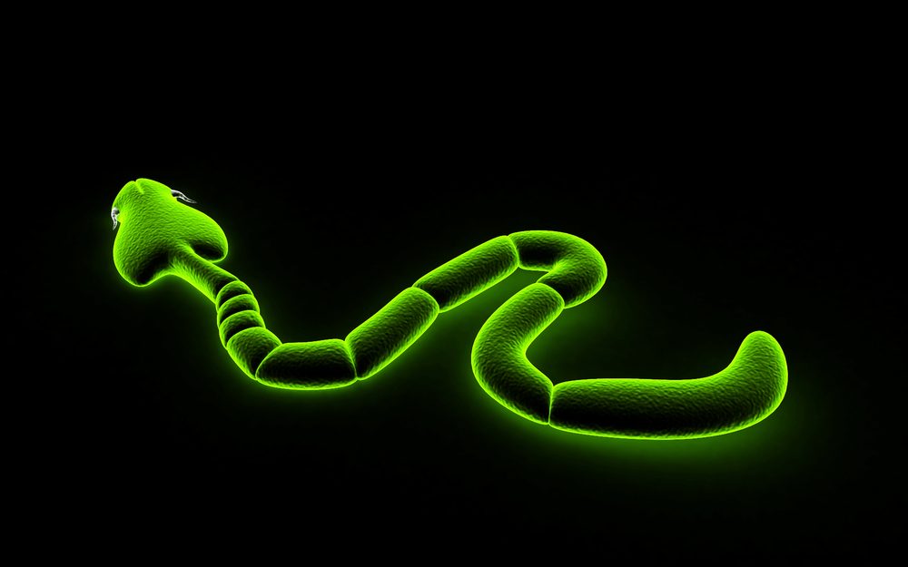 3d tapeworm isolated on black background