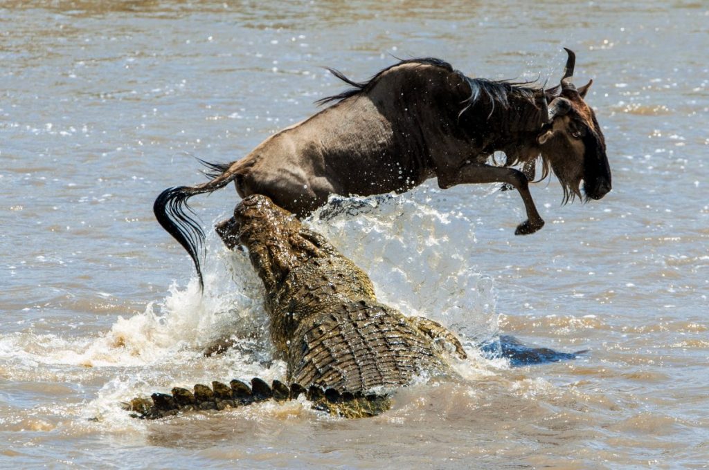 What are the Differences Between Alligators and Crocodiles? Facty