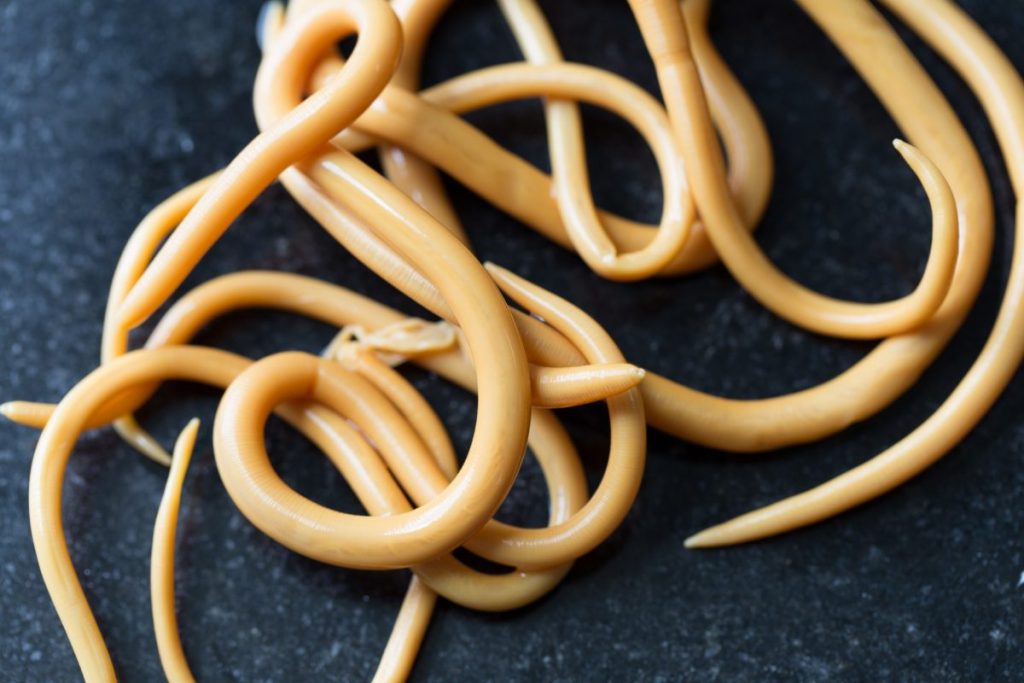 All About Worms in Poop Facty Health