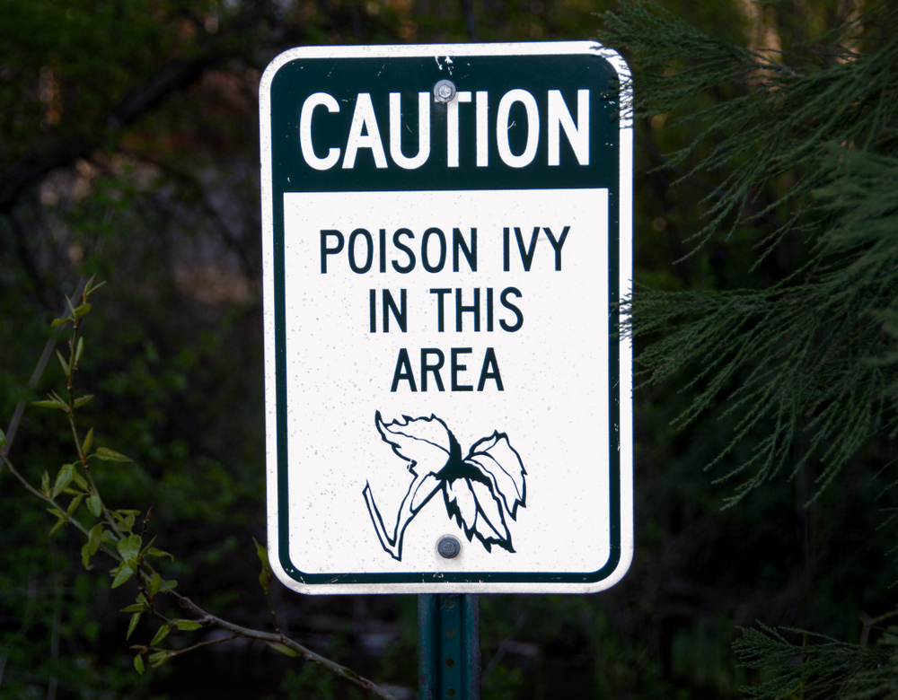 Symptoms and Treatments for Poison Ivy Rash - Facty Health