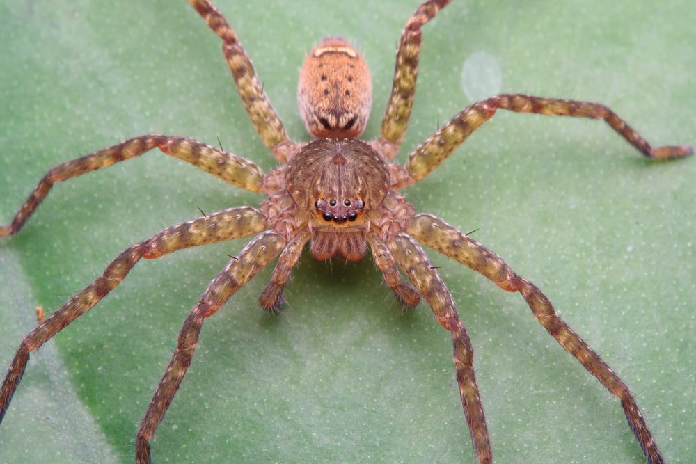 What are the Biggest Spiders in the World? Facty
