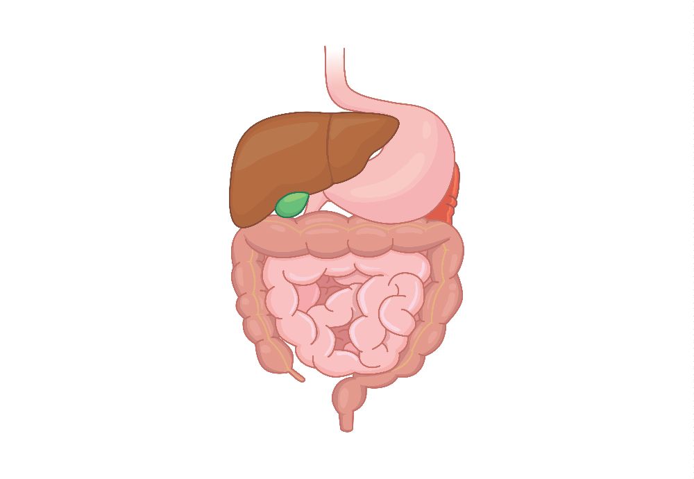 10 Facts About The Digestive System Facty Health