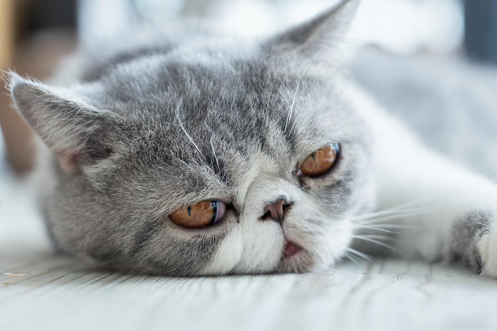 Top 10 Most Popular Cat Breeds In The U S Facty