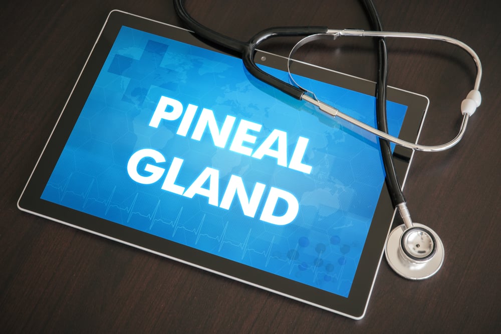 What is the Pineal Gland? Facty Health
