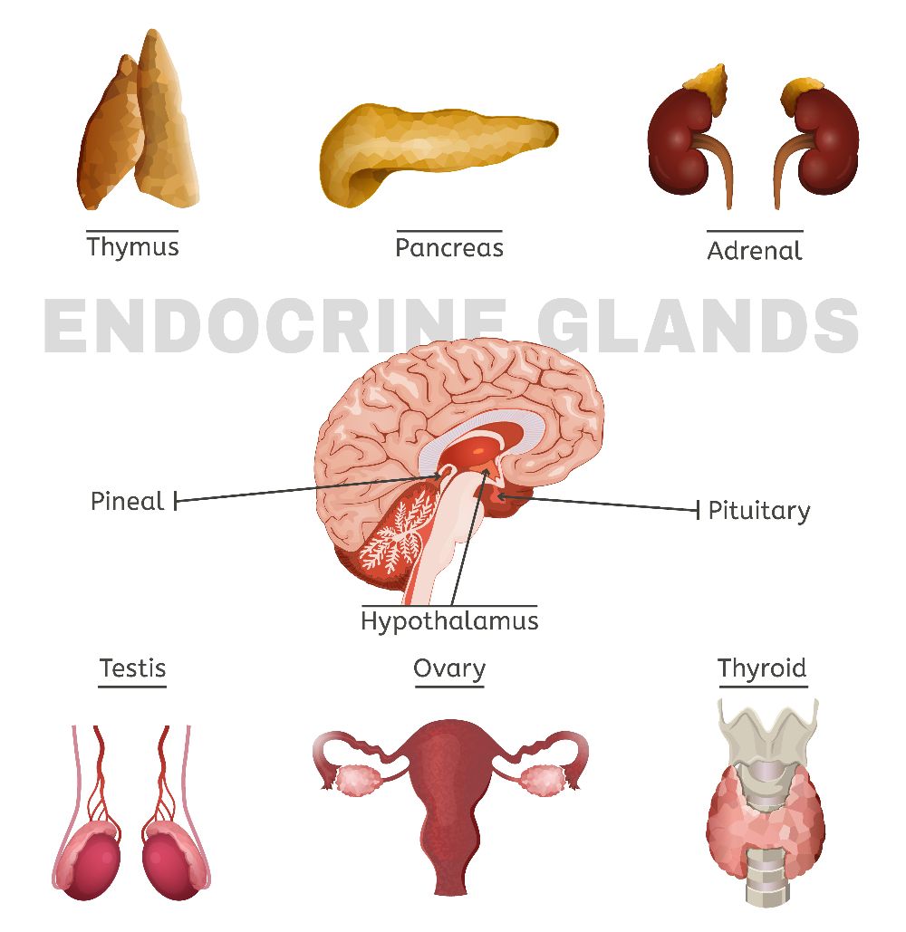 Endocrine Glands