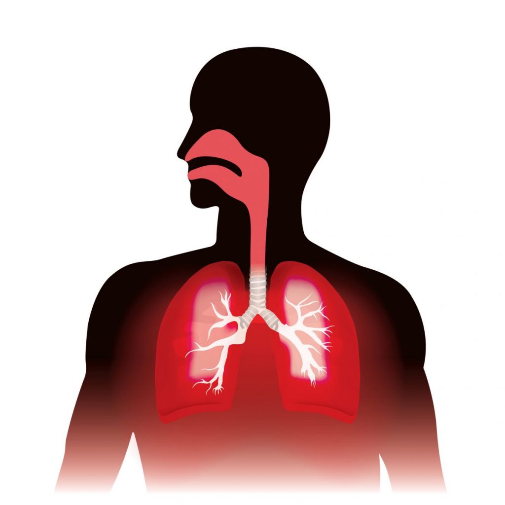 Similarities and Differences Between Arteries and Veins - Facty Health
