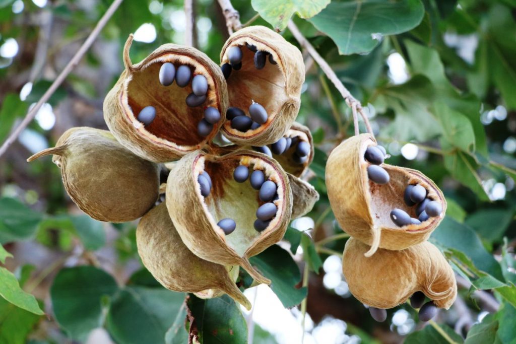 Health Benefits of Baobab Fruit Facty Health
