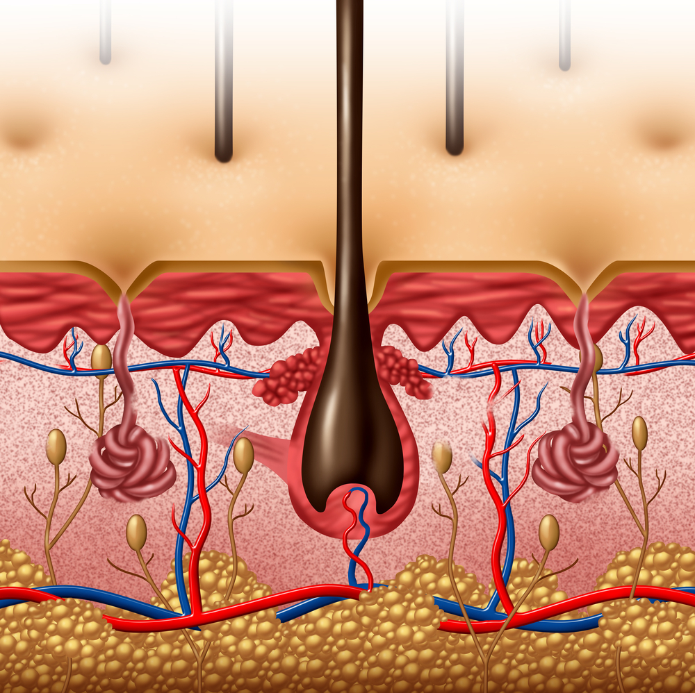Integumentary System featured image