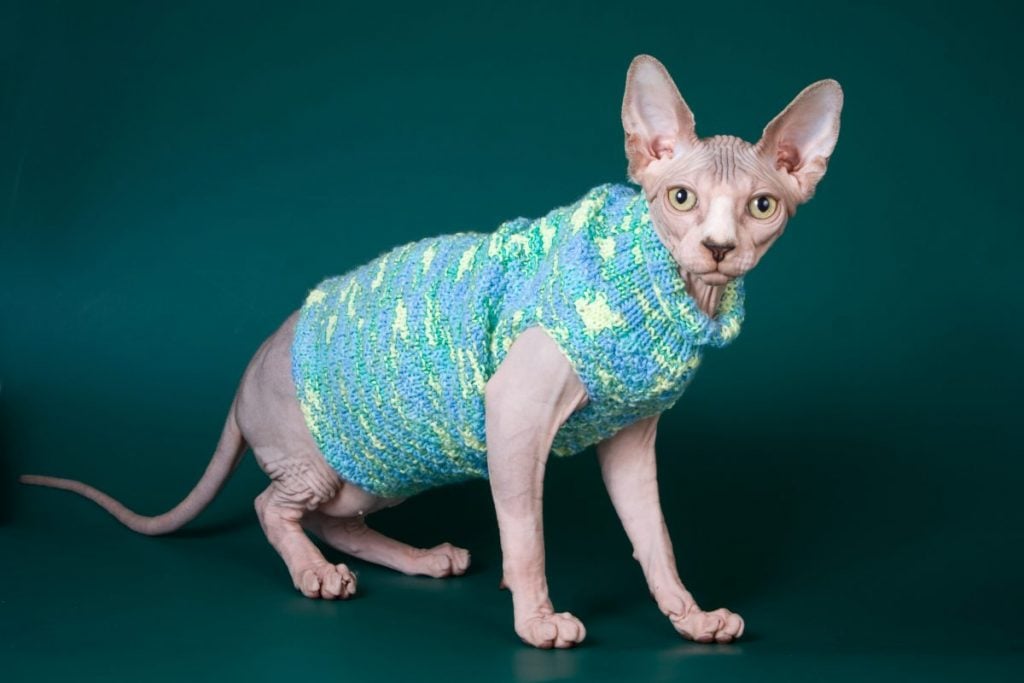What Are the Positive and Negative Qualities of Sphynx Cats? Facty