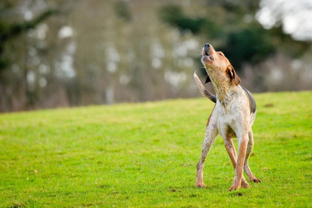 Why Do Dogs Howl? Facty