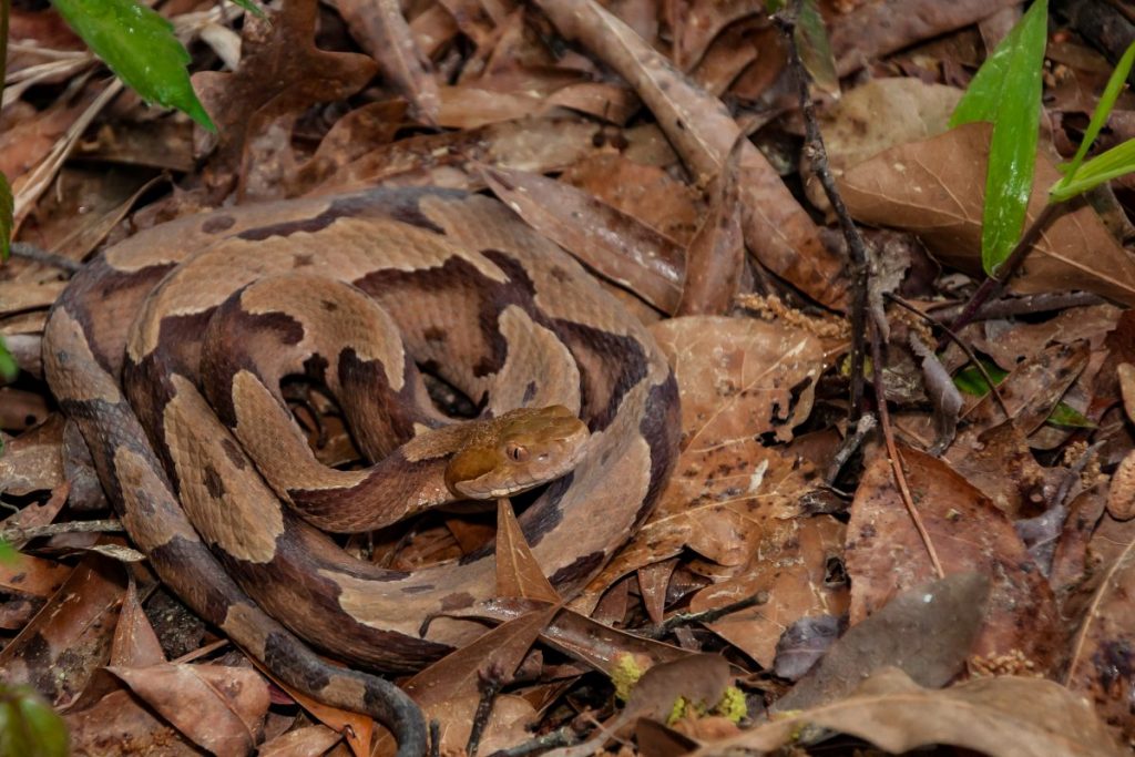 What are Copperhead Snakes? Facty