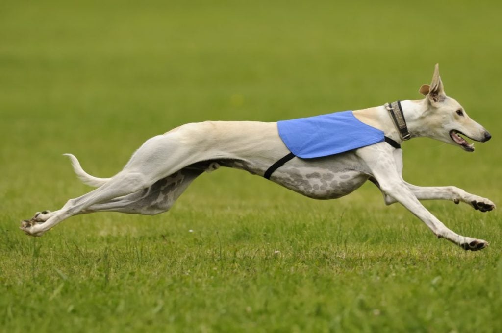 Should You Get a Greyhound Dog? Facty