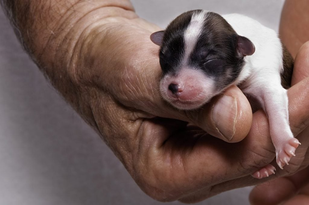 How Long Is The Dog Gestation Period Facty how-long-is-the-dog-gestation-period-facty