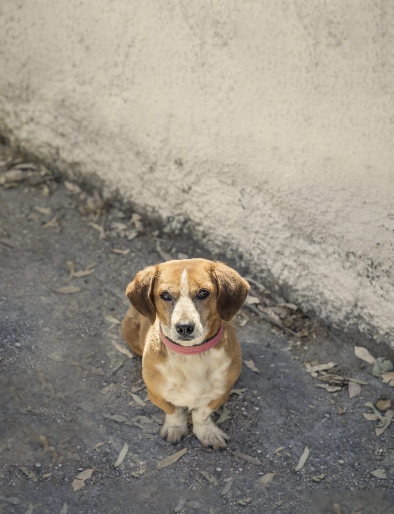 Most Popular Mixed Breed Dogs