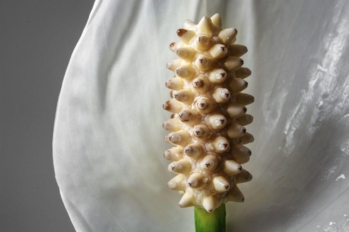 How to Care for Peace Lilies - Facty