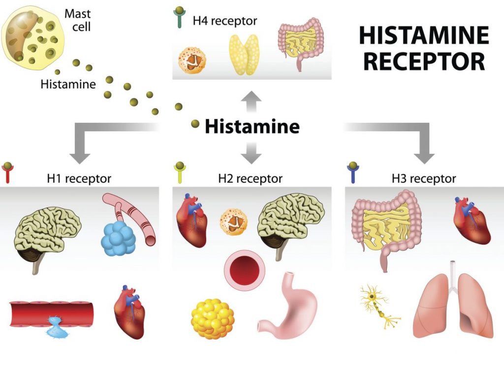 All About Histamine Facty Health