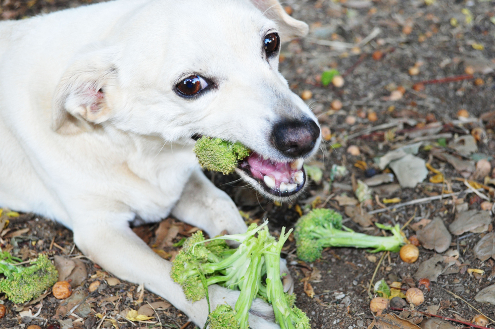 Can Dogs Eat Broccoli? Facty