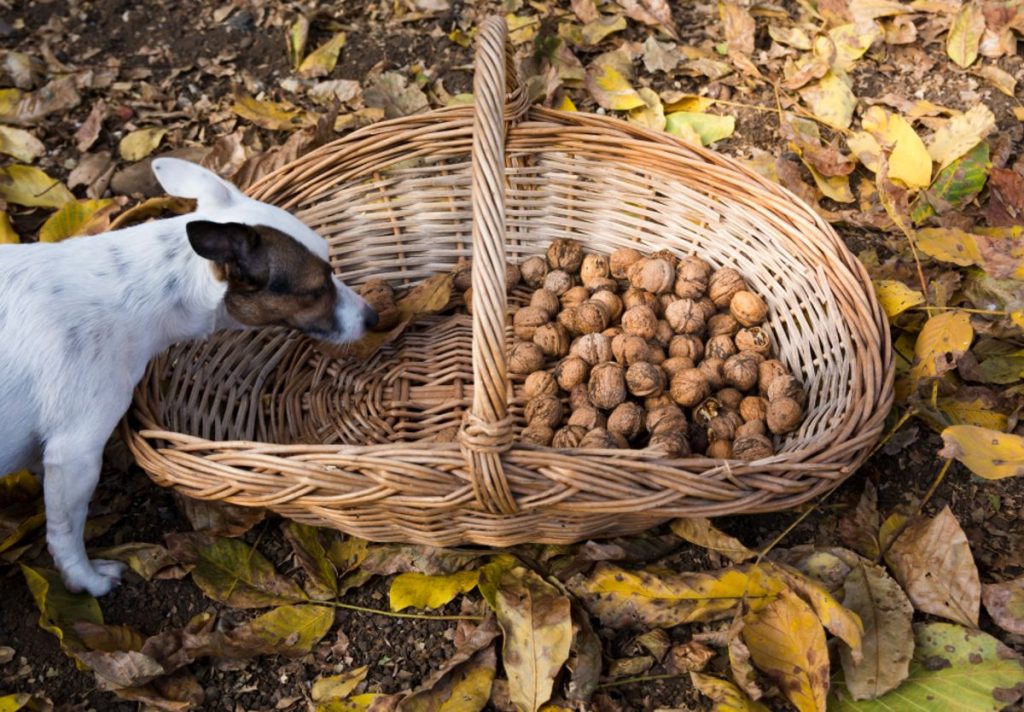 Are Walnuts Safe For Dogs? Facty