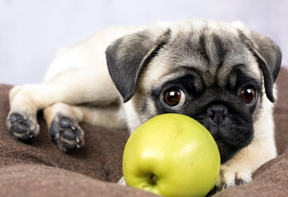 Can Dogs Eat Apples? Facty