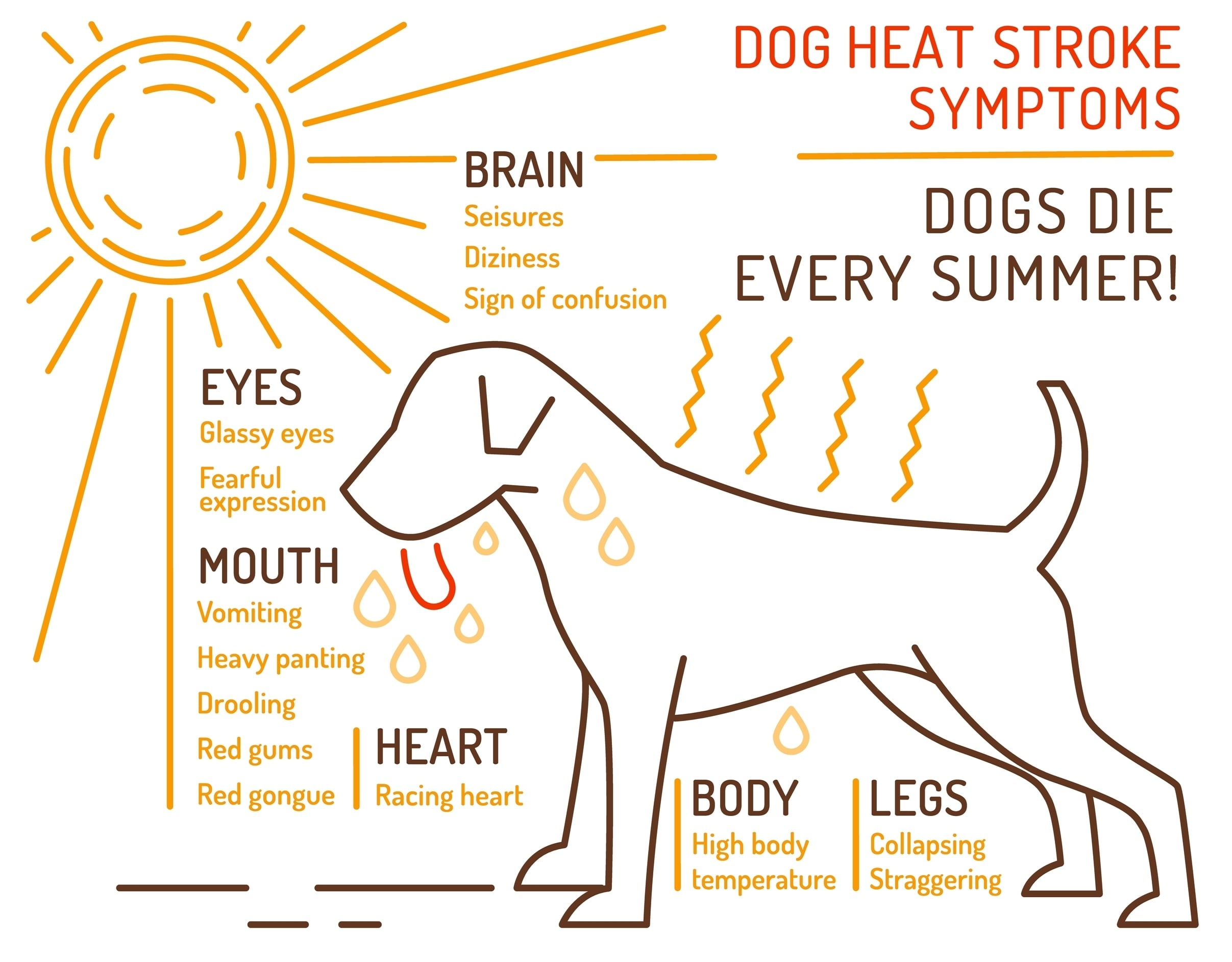 dog heat stroke symptoms