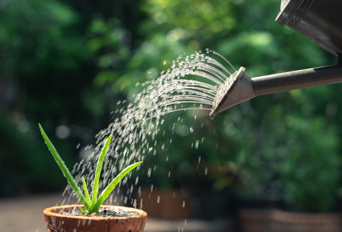 How To Care For Aloe Vera Plants - Facty