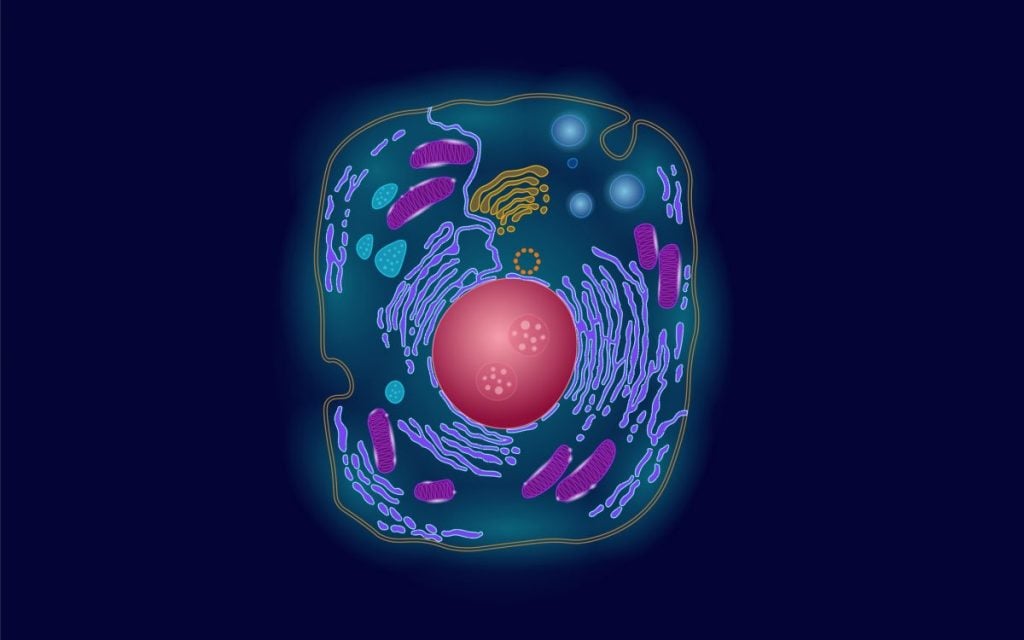 NiemannPick Disease A Metabolic Disorder Facty Health