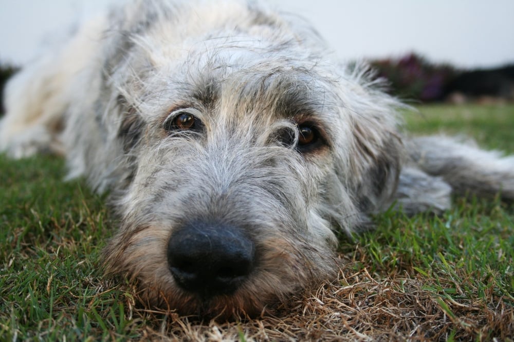 Is an Irish Wolfhound Right for Your Family? Facty