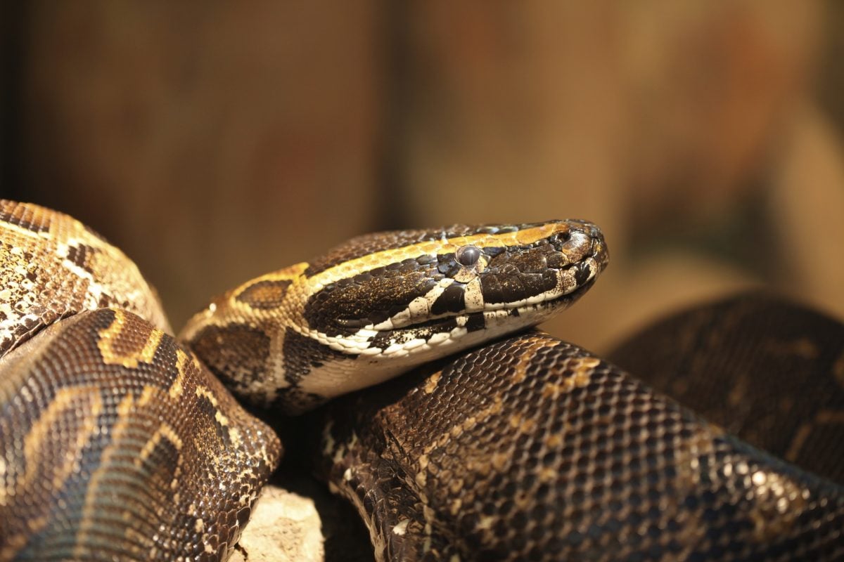 Get to Know the Longest Snakes in the World Facty