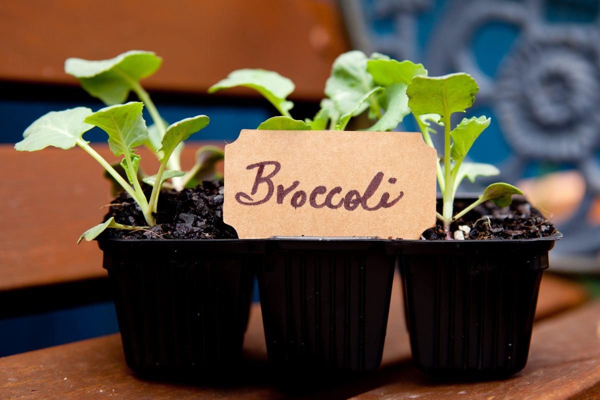 Get Your Greens by Growing Your Own Broccoli Facty
