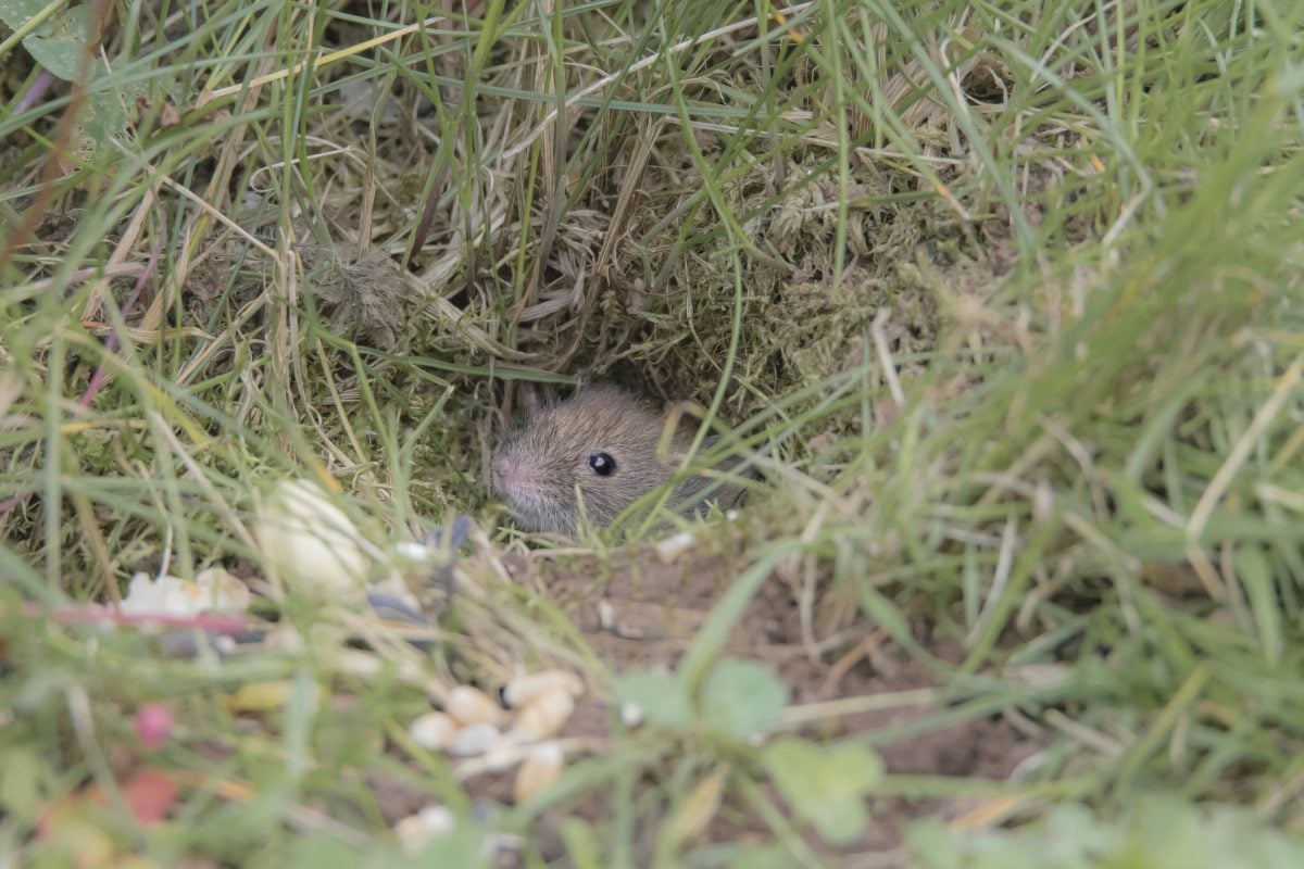 How to Deal With a Mouse Infestation - Facty