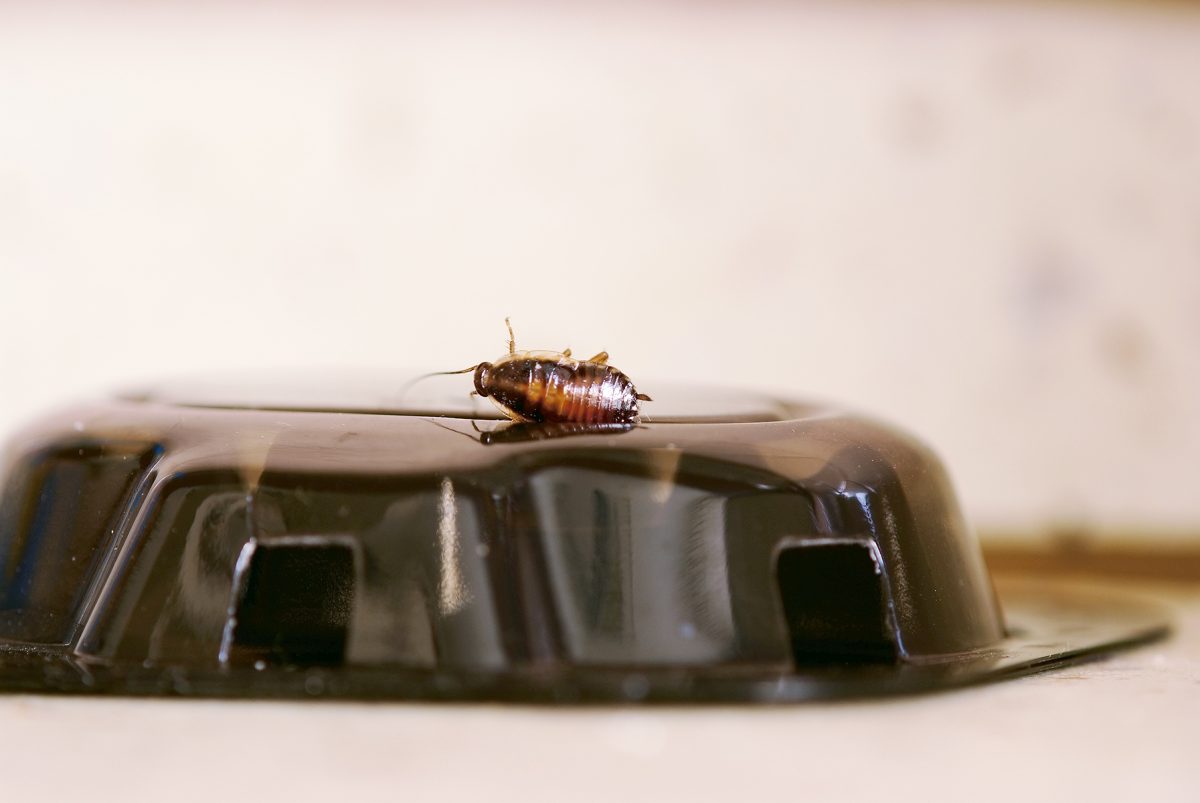 How to Get Rid of Roaches for Good Facty