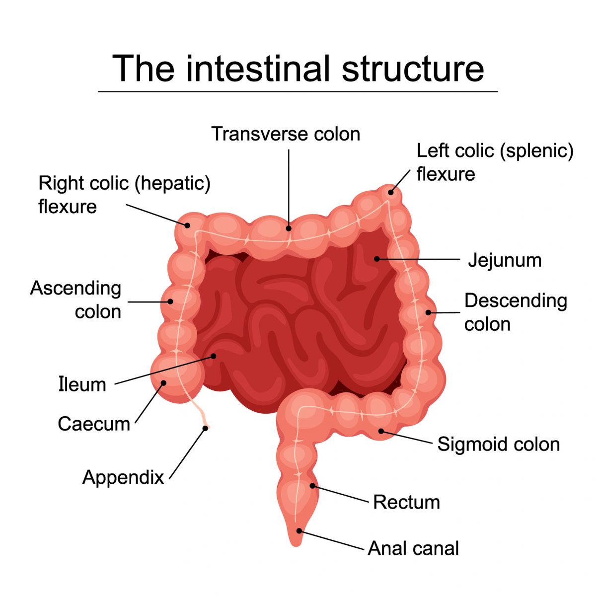 Types Of Ileostomy Procedures And Possible Risks Facty Health